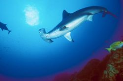 hammerhead shark ,Revillagigedo Is.Nikon F90x camera in A... by José Silva 